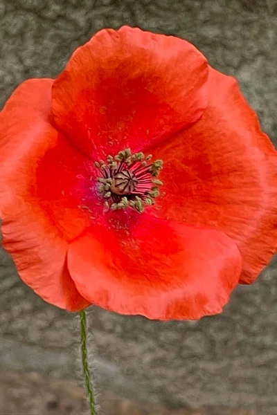 The beautiful and delicate flower of the spring season and the month of May, the poppy flower.