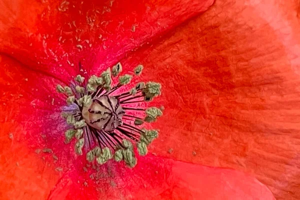 Fiore Bello Delicato Della Stagione Primaverile Mese Maggio Fiore Papavero — Foto Stock