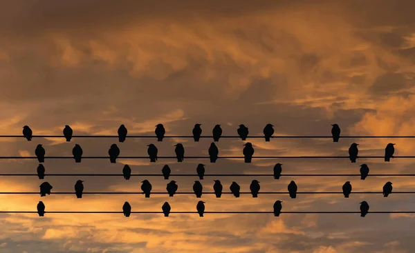 Puesta Sol Cielo Dramático Siluetas Naturaleza Con Pájaros Los Cables — Vector de stock