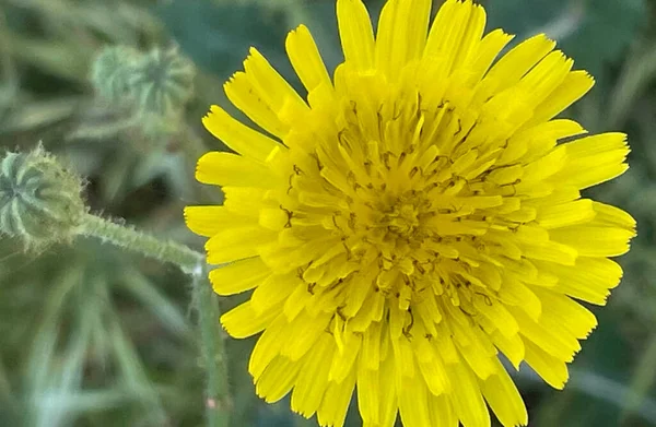 Der Frühling Naht Frühlingsblumen Mai — Stockvektor