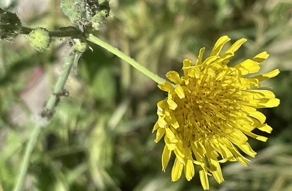 Der Frühling Naht Frühlingsblumen Mai — Stockvektor