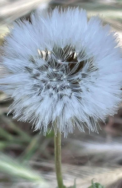 Der Frühling Naht Frühlingsblumen Mai — Stockvektor