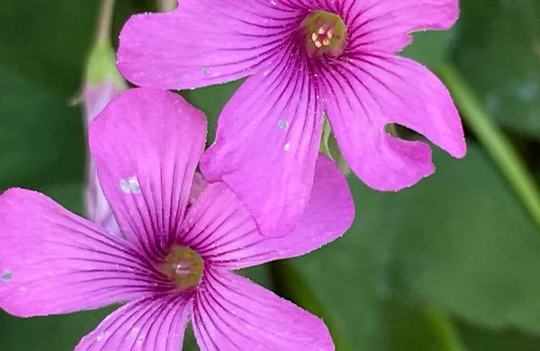 Vårens Ankomst Vårblommor Maj — Stock vektor