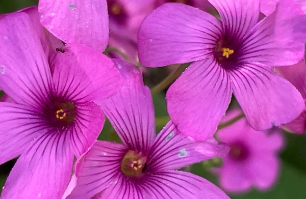 春の到来 5月の春の花 — ストックベクタ