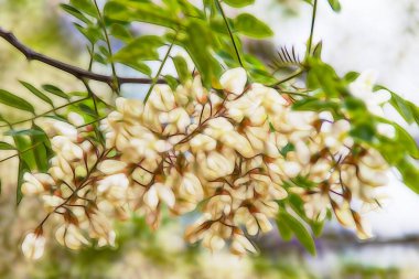 Akasya ağacı ve onun beyaz çiçekleri
