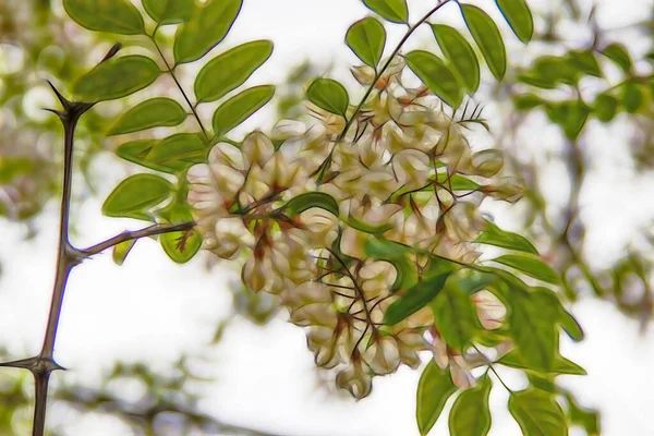 Acacia Tree Its White Flowers — Stock Vector