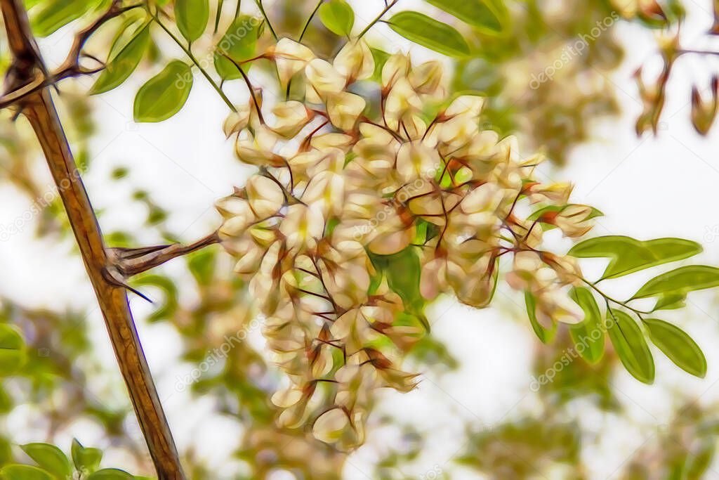 acacia tree and its white flowers