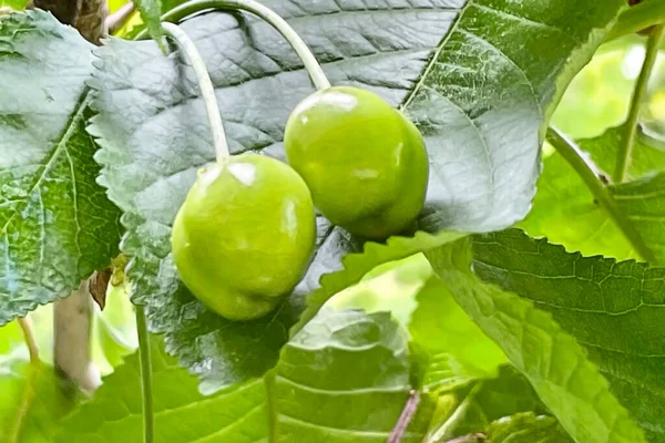 Råa Gröna Körsbär Och Gröna Blad — Stock vektor