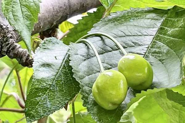 Raw Green Cherries Green Leaves — Stock Vector