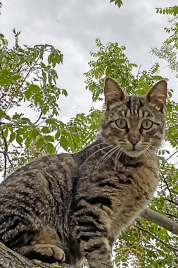 Doğadaki kedi portresini kapat.