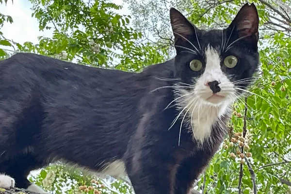 Doğadaki Kedi Portresini Kapat — Stok Vektör