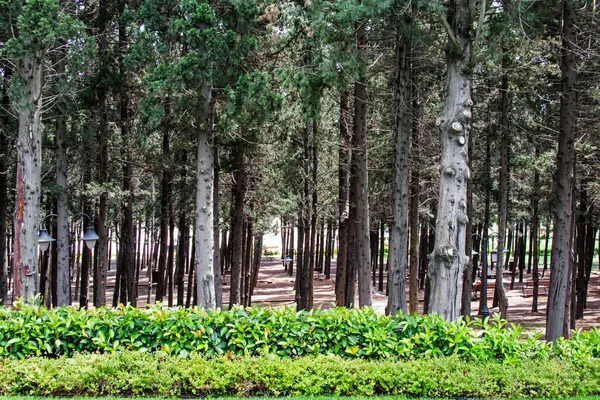 Halkali Estambul Turquía Mayo Vista Primavera Desde Parque Público Halkali —  Fotos de Stock