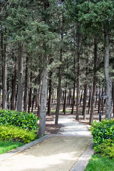 Halkali Istanbul Turkey Мая 2021 Spring View Halkali Public Park — стоковое фото