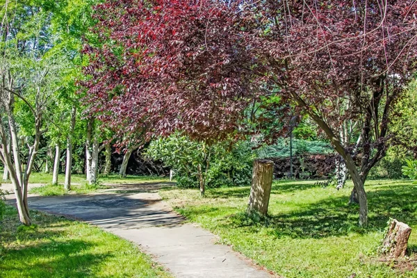 Zielone Drzewa Ścieżka Przyrodzie Okresie Wiosennym — Zdjęcie stockowe