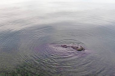 Sakin deniz ve algler kıyıda