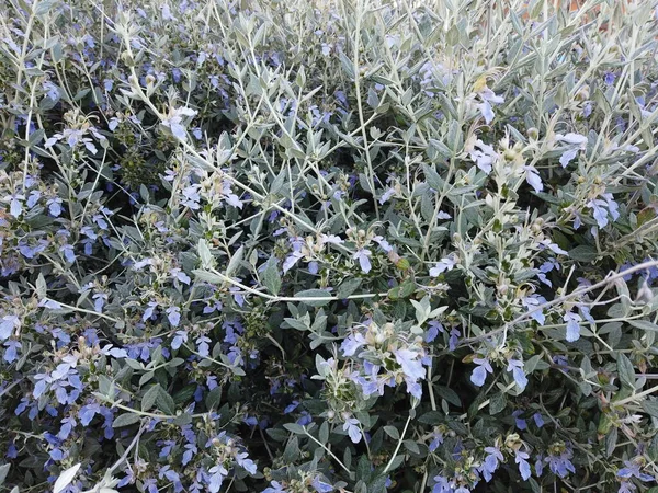 木のドイツ人や低木のドイツ人の植物や花 — ストック写真