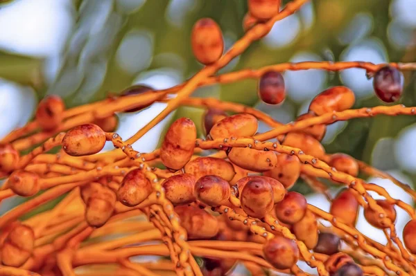 Dattelpalme Und Ihre Reifen Früchte Der Natur — Stockfoto