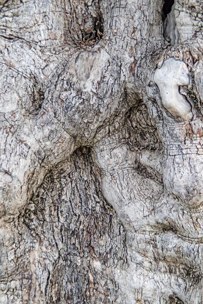 올리브 나무줄기 — 스톡 사진