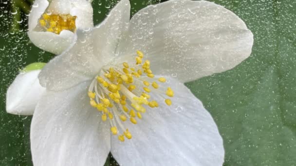 Gocce Pioggia Fiori Bianchi Primaverili Natura — Video Stock