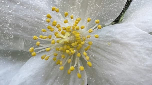 Σταγόνες Βροχής Και Λευκά Ανοιξιάτικα Λουλούδια Στη Φύση — Αρχείο Βίντεο