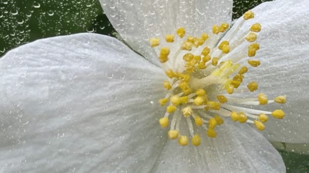 自然の中での雨粒と白い春の花 — ストック動画