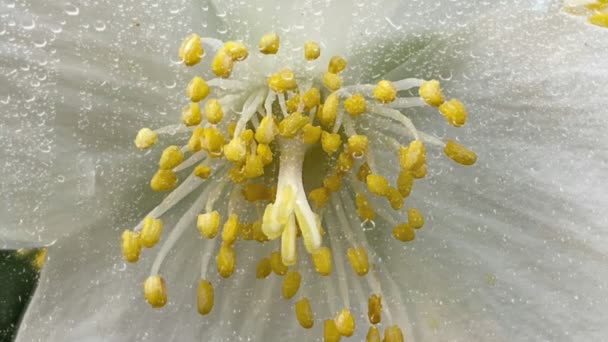 Краплі Дощу Білі Весняні Квіти Природі — стокове відео
