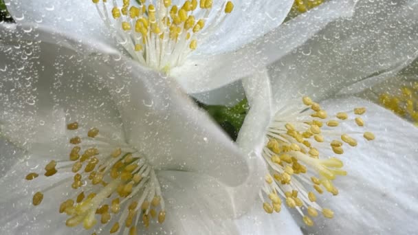 Krople Deszczu Białe Wiosenne Kwiaty Przyrodzie — Wideo stockowe