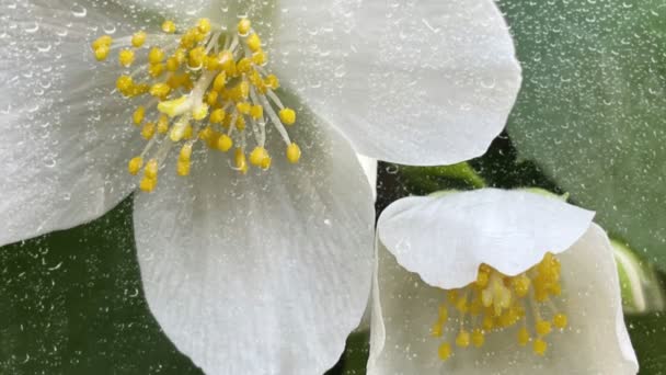 Regendruppels Witte Lentebloemen Natuur — Stockvideo