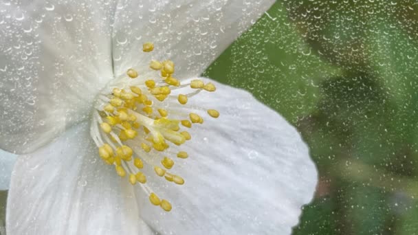 Σταγόνες Βροχής Και Λευκά Ανοιξιάτικα Λουλούδια Στη Φύση — Αρχείο Βίντεο