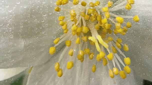 Krople Deszczu Białe Wiosenne Kwiaty Przyrodzie — Wideo stockowe