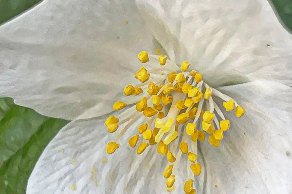 Vår Och Vårblommornas Ankomst Till Naturen — Stock vektor