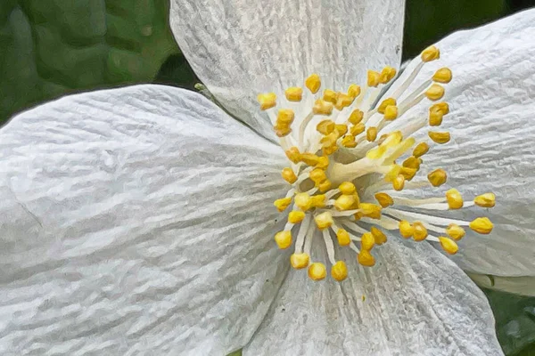 Άφιξη Των Ανοιξιάτικων Και Ανοιξιάτικων Λουλουδιών Στη Φύση — Διανυσματικό Αρχείο