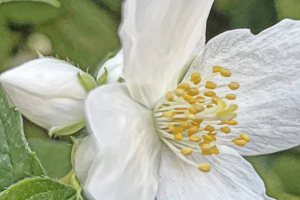 Прихід Весняних Весняних Квітів Природу — стоковий вектор
