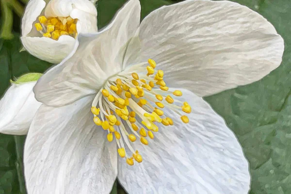 Vår Och Vårblommornas Ankomst Till Naturen — Stock vektor