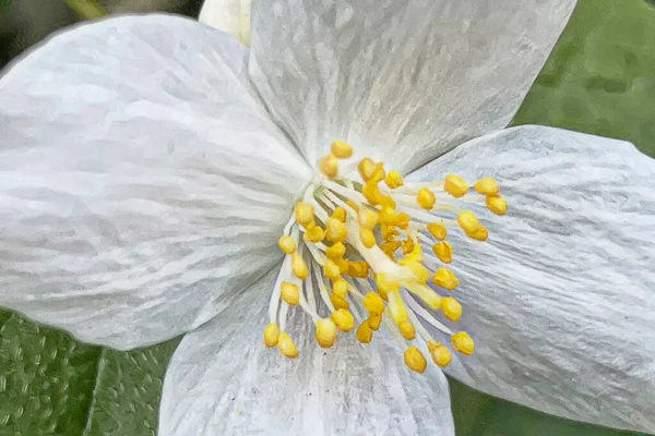 Vår Och Vårblommornas Ankomst Till Naturen — Stock vektor