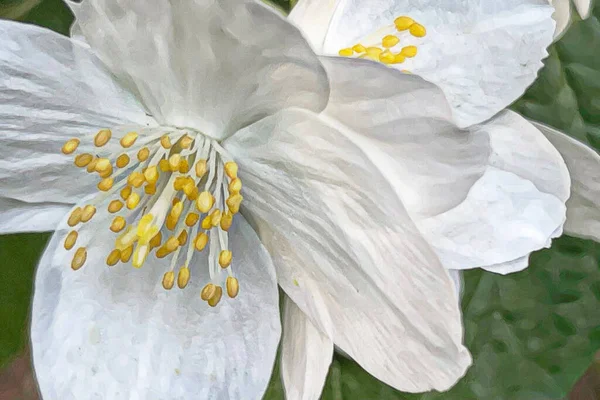 Vår Och Vårblommornas Ankomst Till Naturen — Stock vektor