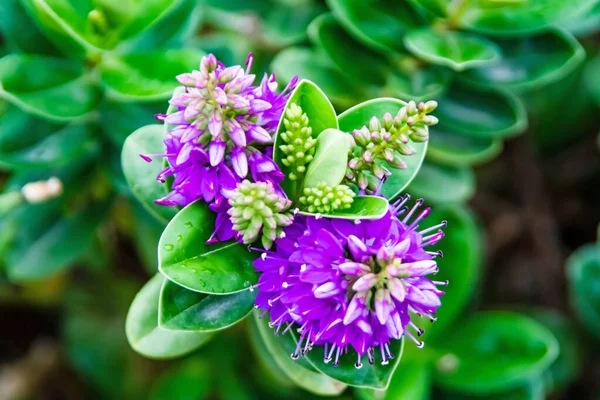 Hebe Veronica Növény Zöld Levelek Lila Virágok Természetben — Stock Fotó
