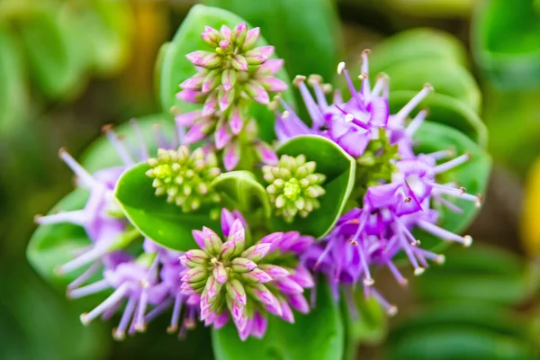 自然界に紫色の花を咲かせるベロニカ植物や緑の葉を咲かせます — ストック写真