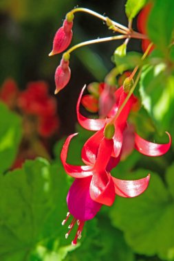 Yeşil yapraklı fuşya çiçeği.