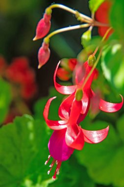 Yeşil yapraklı fuşya çiçeği.