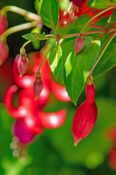 Yeşil yapraklı fuşya çiçeği.