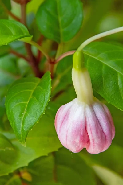 Цветок Фуксии Горшочке Зелеными Листьями — стоковое фото