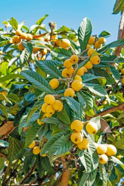 Olgun loquat meyveleri yeşil yapraklarla ağaçta
