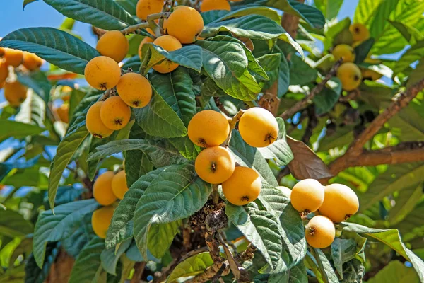 Olgun loquat meyveleri yeşil yapraklarla ağaçta