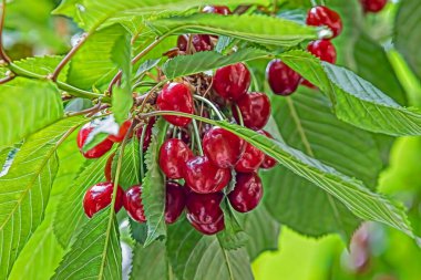 Yeşil yapraklı ve kiraz meyveli kiraz ağacı 