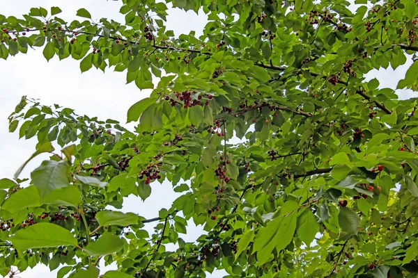 Kirschbaum Mit Grünen Blättern Und Kirschbeeren — Stockfoto