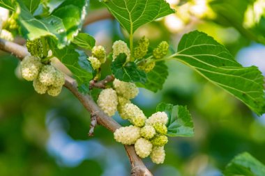 Dut ağacı ve yeşil yapraklı dut.