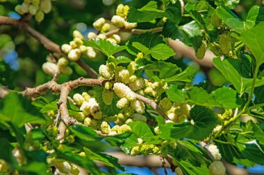 Dut ağacı ve yeşil yapraklı dut.