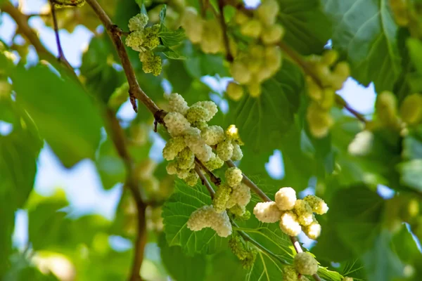 mulberry tree and mulberries with green leaves