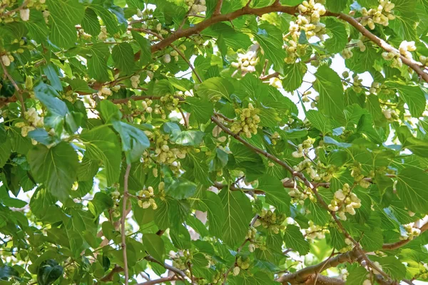 mulberry tree and mulberries with green leaves